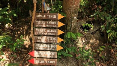 Photo of “الخريطة مهمة”.. مدحت سعيد يروي تجربة سفره إلى غابات ماليزيا