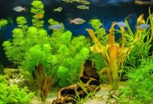 Photo of تعرف على فوائد النباتات المائية في حوض السمك