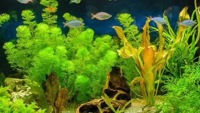 Photo of تعرف على فوائد النباتات المائية في حوض السمك