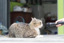 Photo of القطط تتكلم .. 7 أصوات لها تفسيرات مختلفة أبرزها الهسهسة والزمجرة
