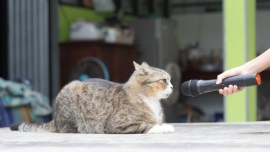 Photo of القطط تتكلم .. 7 أصوات لها تفسيرات مختلفة أبرزها الهسهسة والزمجرة