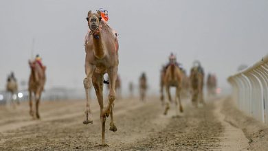 Photo of بالصور .. “معزّة” الأسرع في افتتاح أول سباقات اللقايا بمهرجان ولي العهد للهجن 2022