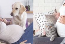 Photo of هل تمثل تربية القطط والكلاب خطورة أثناء الحمل وبعد الولادة؟