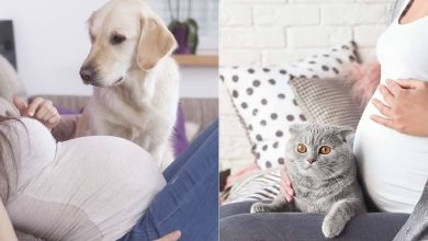 Photo of هل تمثل تربية القطط والكلاب خطورة أثناء الحمل وبعد الولادة؟