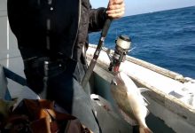 Photo of ضوابط جديدة لنشاط الصيد الترفيهي والمهني بالبحر الأحمر .. تعرف عليها
