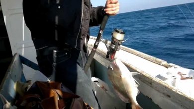 Photo of ضوابط جديدة لنشاط الصيد الترفيهي والمهني بالبحر الأحمر .. تعرف عليها