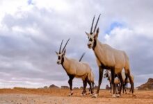 Photo of “ملكية العلا” تطلق حملة الأكبر من نوعها لإعادة توطين الحيوانات البرية