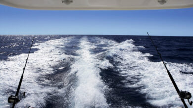 Photo of من مايو إلى أكتوبر .. كل ما تريد معرفته عن وقف الصيد في البحر الأحمر