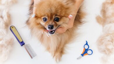 Photo of 8 نصائح مهمة قبل أن تبدأ عملية تمشيط شعر الكلاب