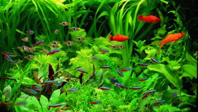 Photo of فوائد وقواعد غرس النباتات المائية في أحواض سمك الزينة