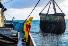 Photo of دليل الصياد المحترف .. أبرز المخاطر وطرق الوقاية في البحر